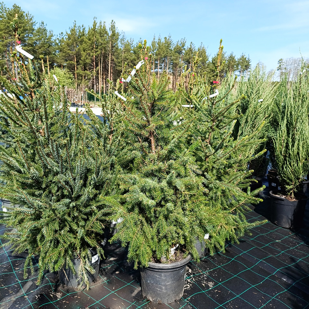 Ель сербская  С12(100-120см) 1шт/Picea omorika