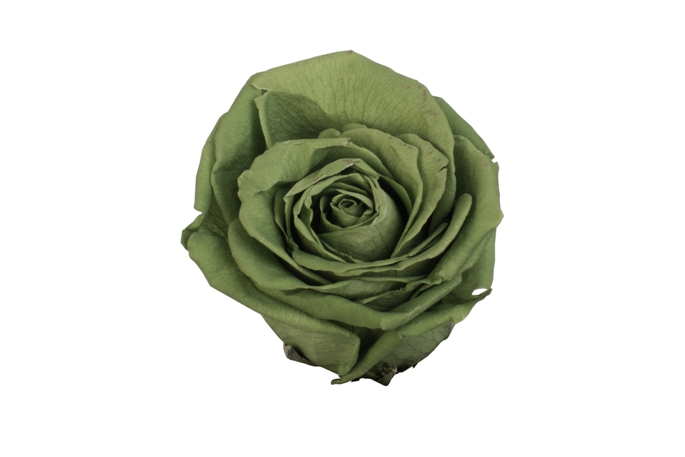 Роза премиум 4 гол. зеленый /1
