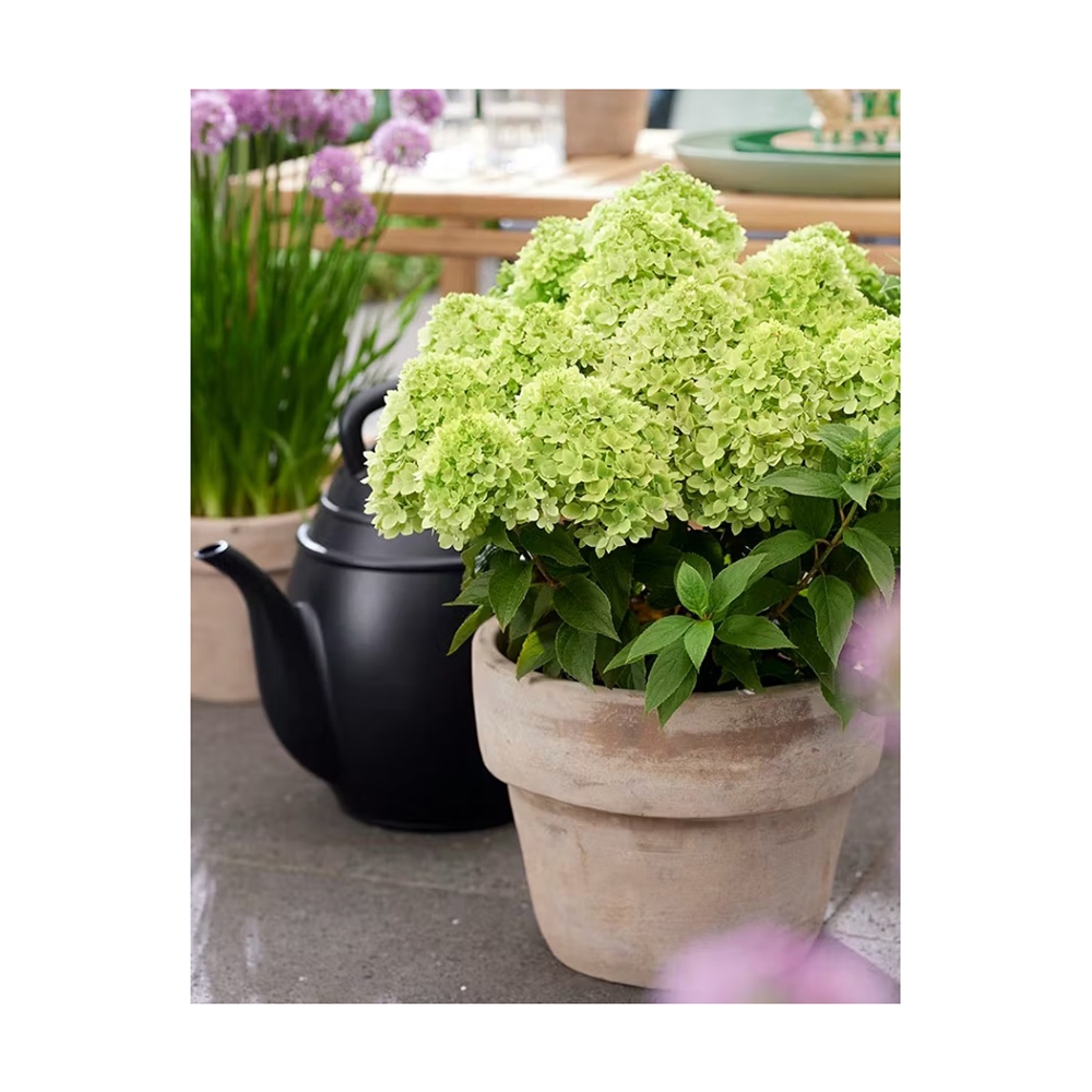 Гортензия метельчатая Мохито С5 1шт/Hydrangea paniculata MOJITO
