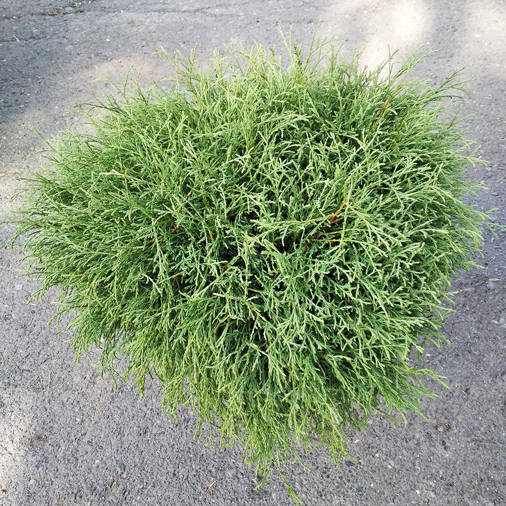 Туя западная Мистер Боулинг Болл С5 1шт /Thuja occidentalis Mr Bowling Ball