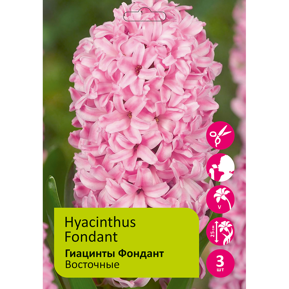Гиацинты Фондант 3 шт 17/18/ HYACINTH FONDANT