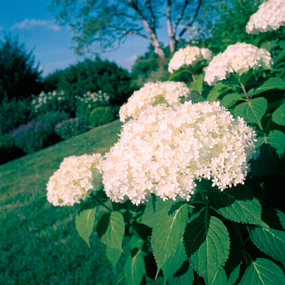 Гортензия древовидная Кандибель Маршмеллоу С5 1шт/Hydrangea arborescens Candybel  Marshmall
