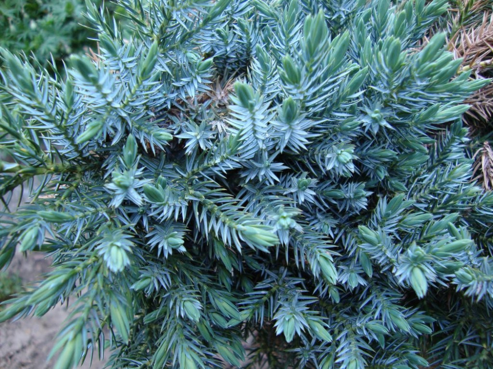 Можжевельник чешуйчатый Голд Тип С2-3  1шт/Juniperus squamata Gold Tip