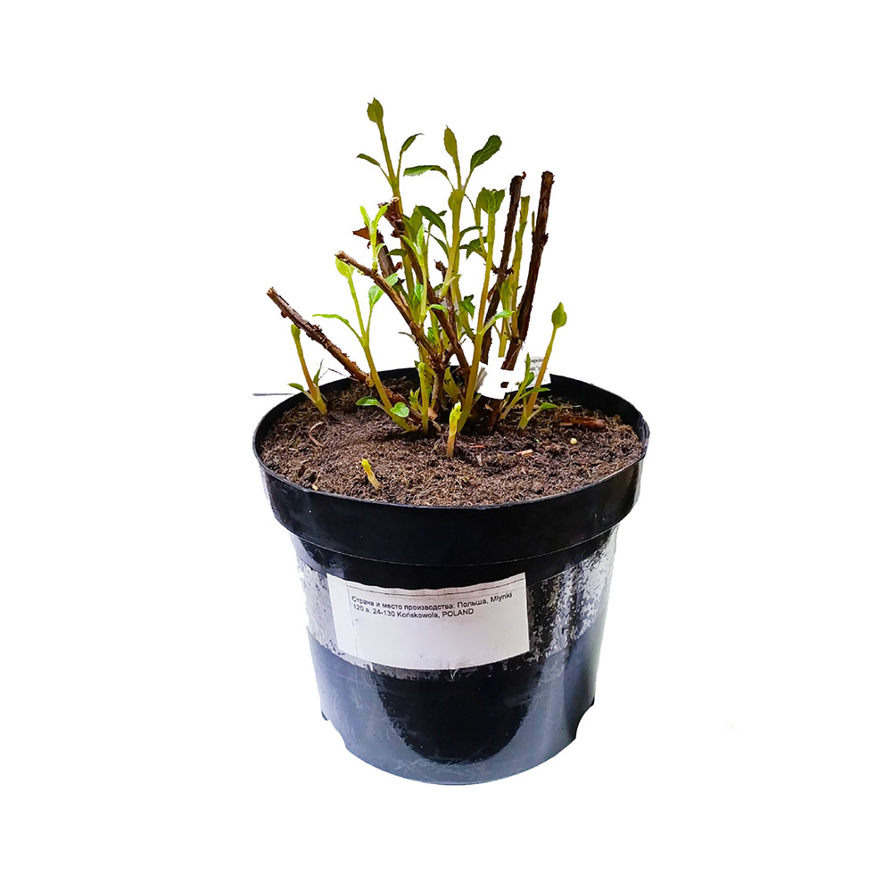 Гортензия древовидная Кандибель Маршмеллоу С5 1шт/Hydrangea arborescens Candybel  Marshmall