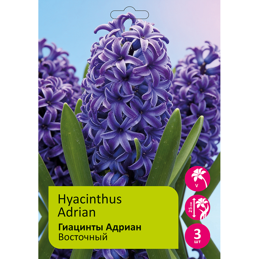 Гиацинты Адриан 3шт 17/18 /HYACINTH ADRIAN