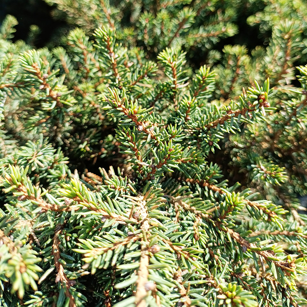 Ель сербская Карель С5 1шт /Picea omorika Karel