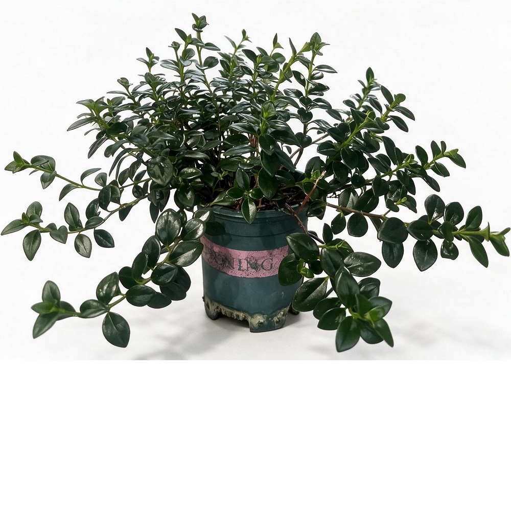 Ипомея Голдфиш Плант d12  1шт /Goldfish Plant 