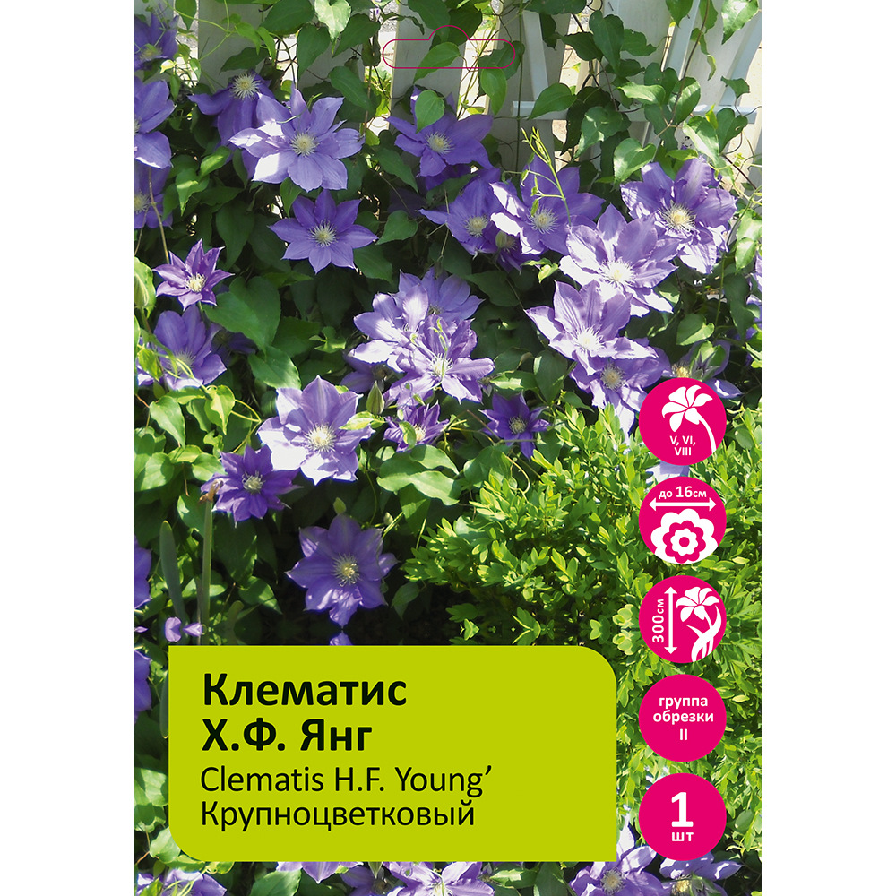 Клематис Х.Ф. Янг  1шт гр.обрезки 2 /Clematis H.F. Young