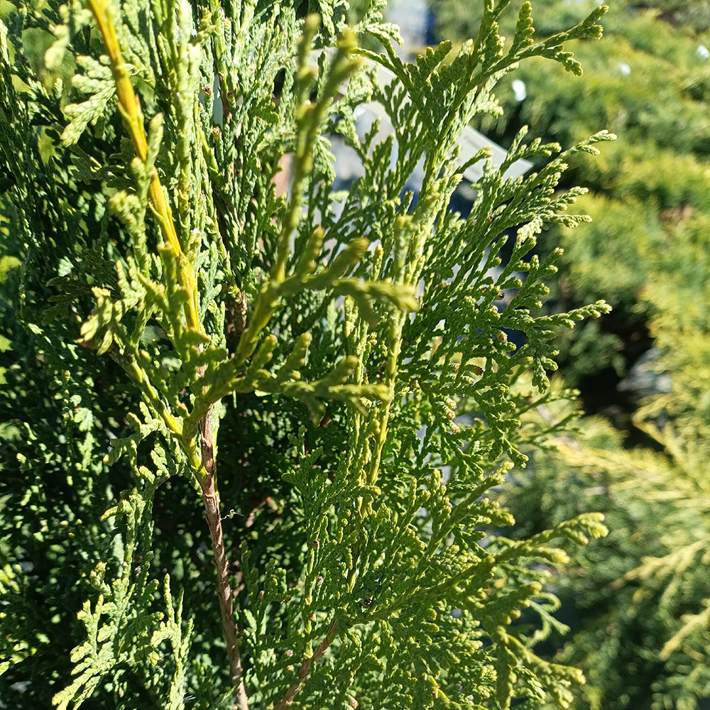 Туя западная Колумна С5 1шт/Thuja occidentalis Columna