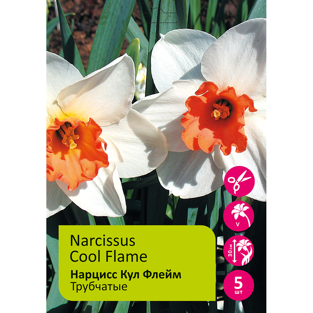 Нарциссы Кул Флейм трубчатый 5шт 12/14/Narcissus Cool Flame