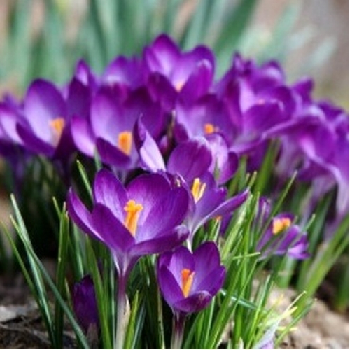 Крокусы Флауэр Рекорд 10шт 8/9 /Crocus Flower Record