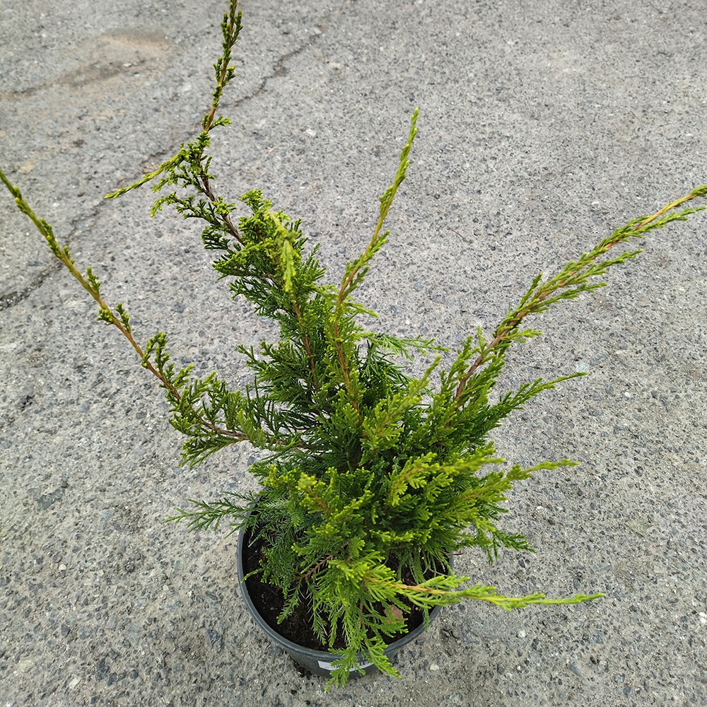 Можжевельник средний Минт Джулеп С2-3 1шт /Juniperus media Mint Julep