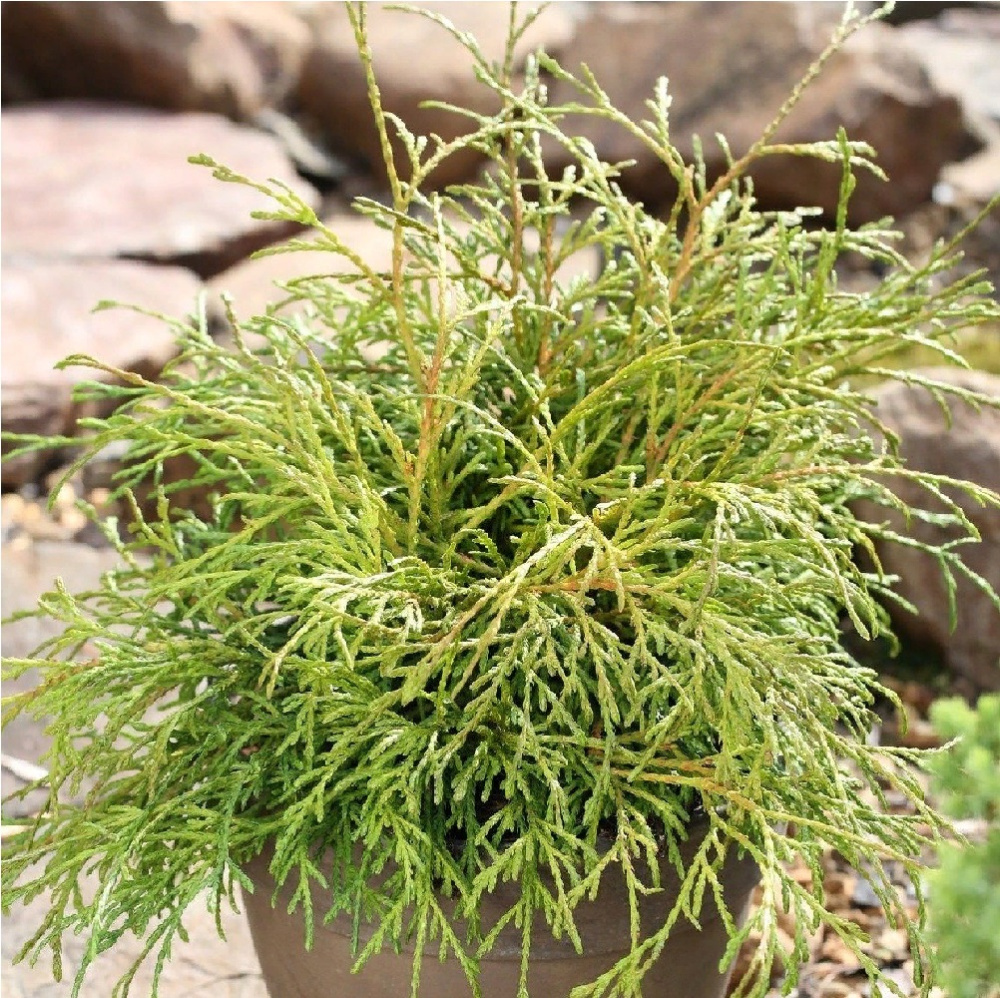 Туя западная Филиформис С3 (20-30) 1шт/Thuja occidentalis Filiformis 