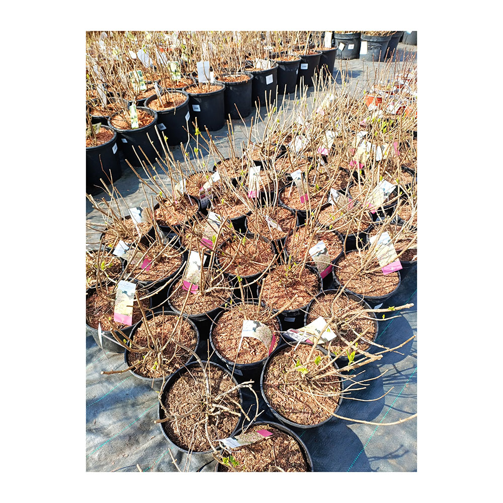 Гортензия метельчатая Пиксио С5 1шт/Hydrangea paniculata Pixio