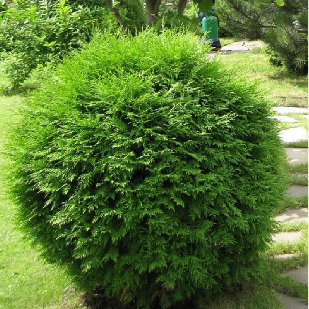 Туя западная Глобоза  С5 1шт / Thuja occidentalis Globosa