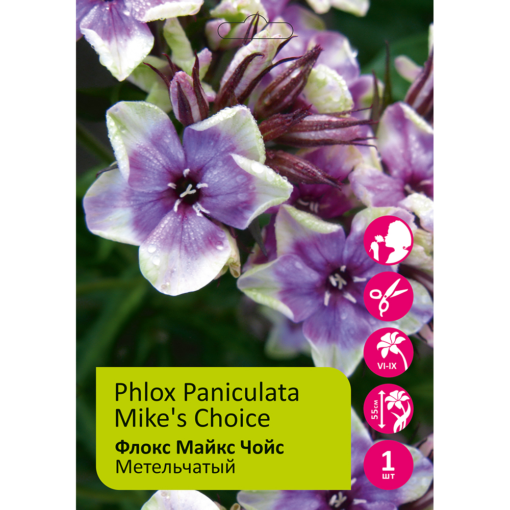 Флокс Майкс Чойс 1шт метельчатый/Phlox paniculata Mike's Choice