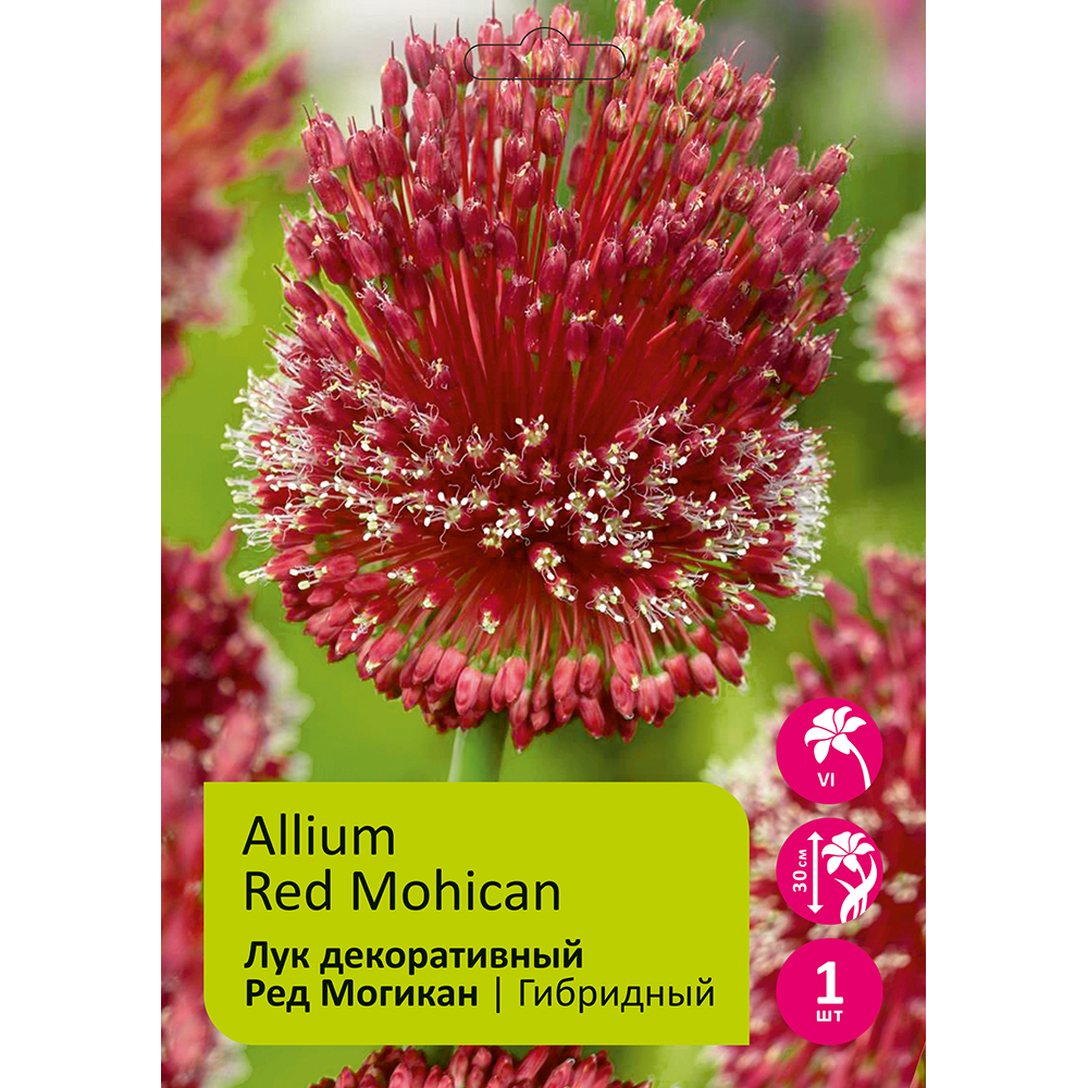 Лук Ред Могикан 1шт 10/12 / Allium Red Mohican