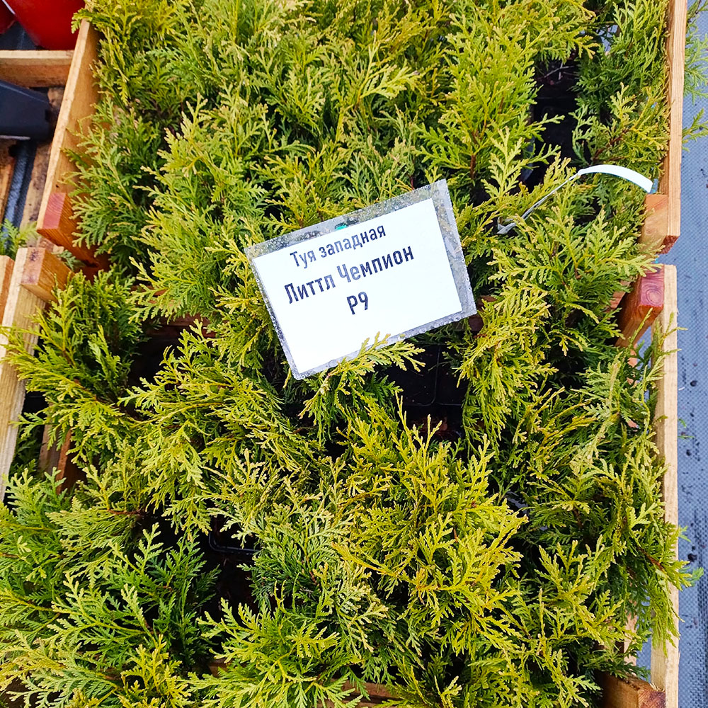 Туя западная Литтл Чемпион Р9 1шт /Thuja occidentalis Little Champion
