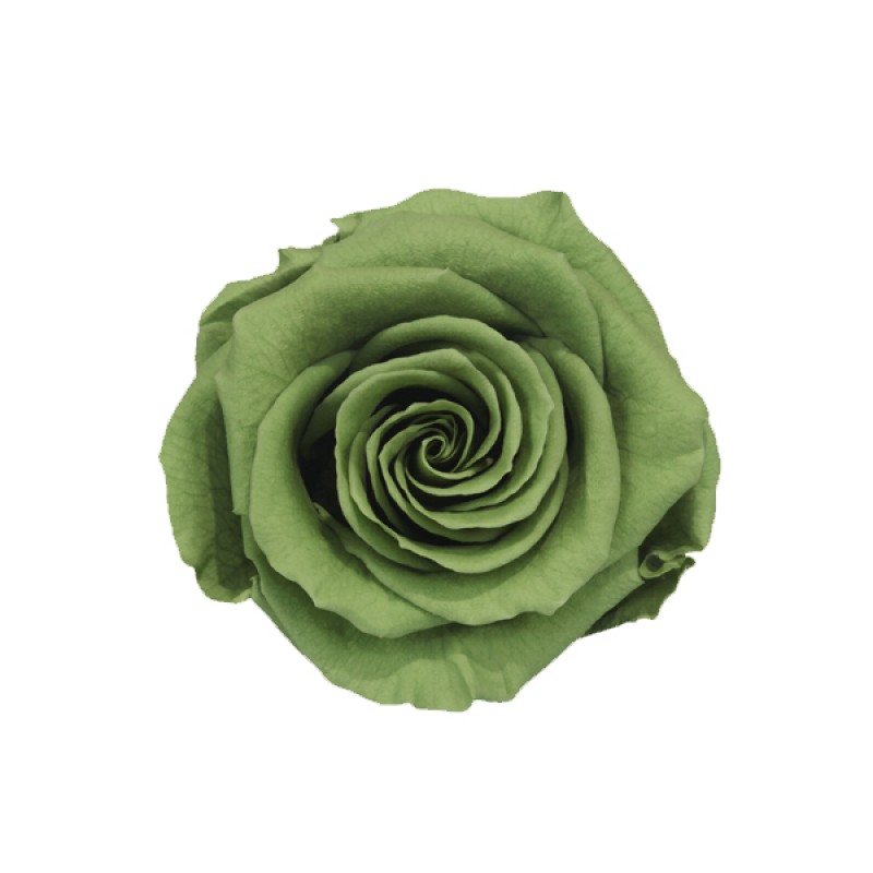 Роза премиум 4 гол. зеленый /1