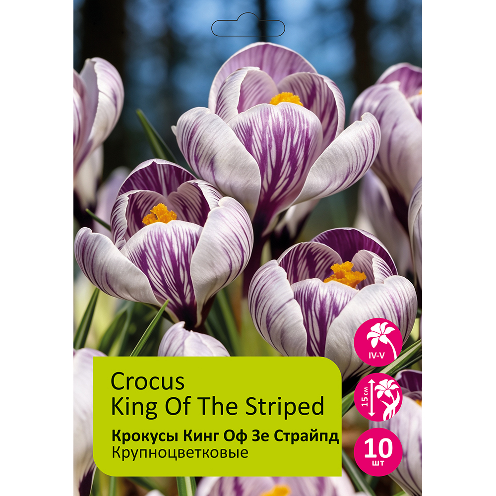 Крокусы Кинг оф зе Страйпд 10шт 8/9 /CROCUS KING OF THE STRIPED