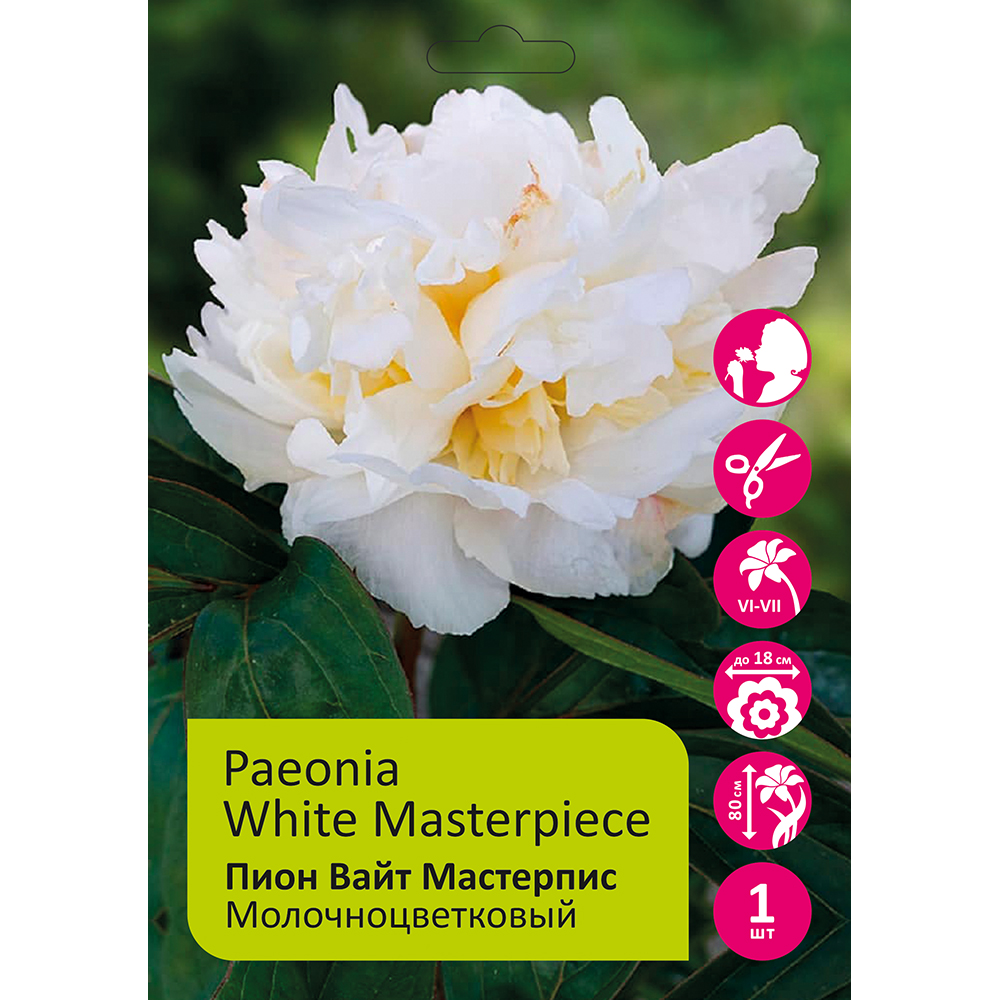 Пион молочноцветковый Вайт Мастерпис 1шт 2/3/Paeonia White Masterpiece