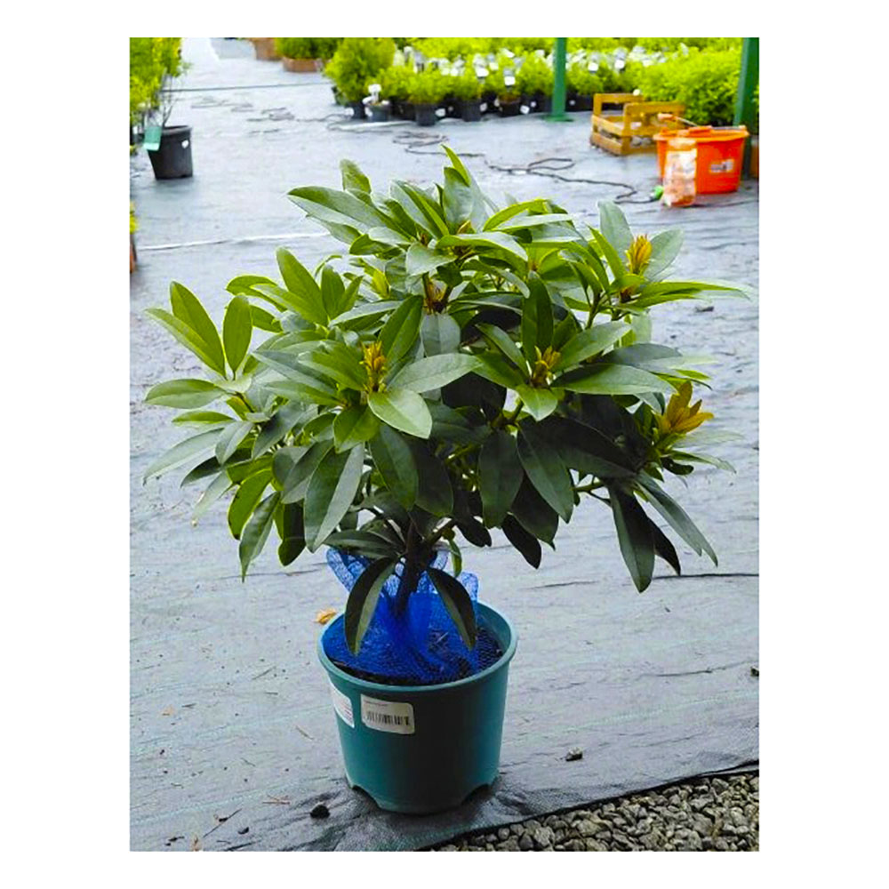 Рододендрон d18