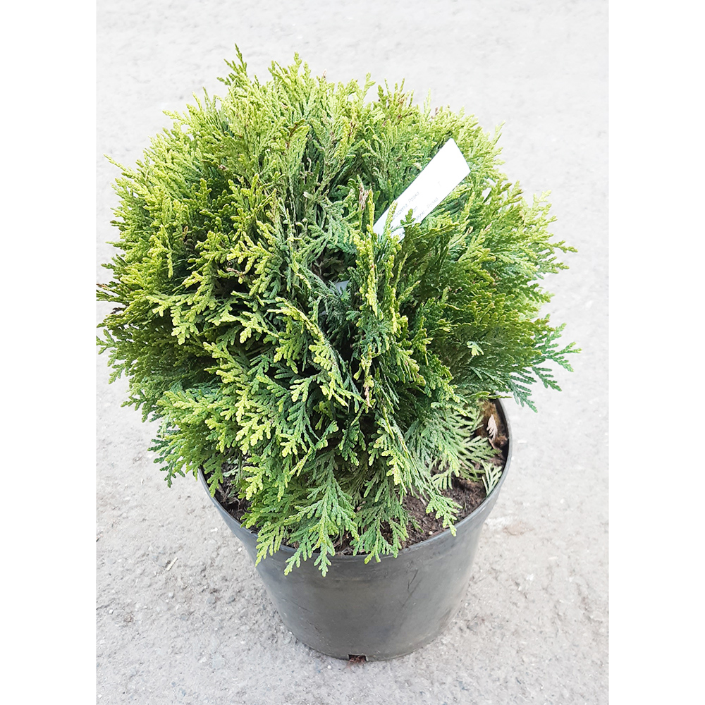 Туя западная Даника С5 1шт /Thuja occidentalis Danica