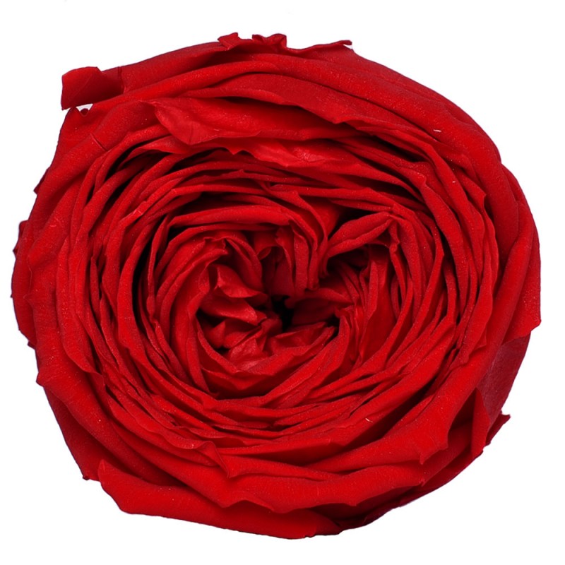 Роза пионовидная красная 6гол.