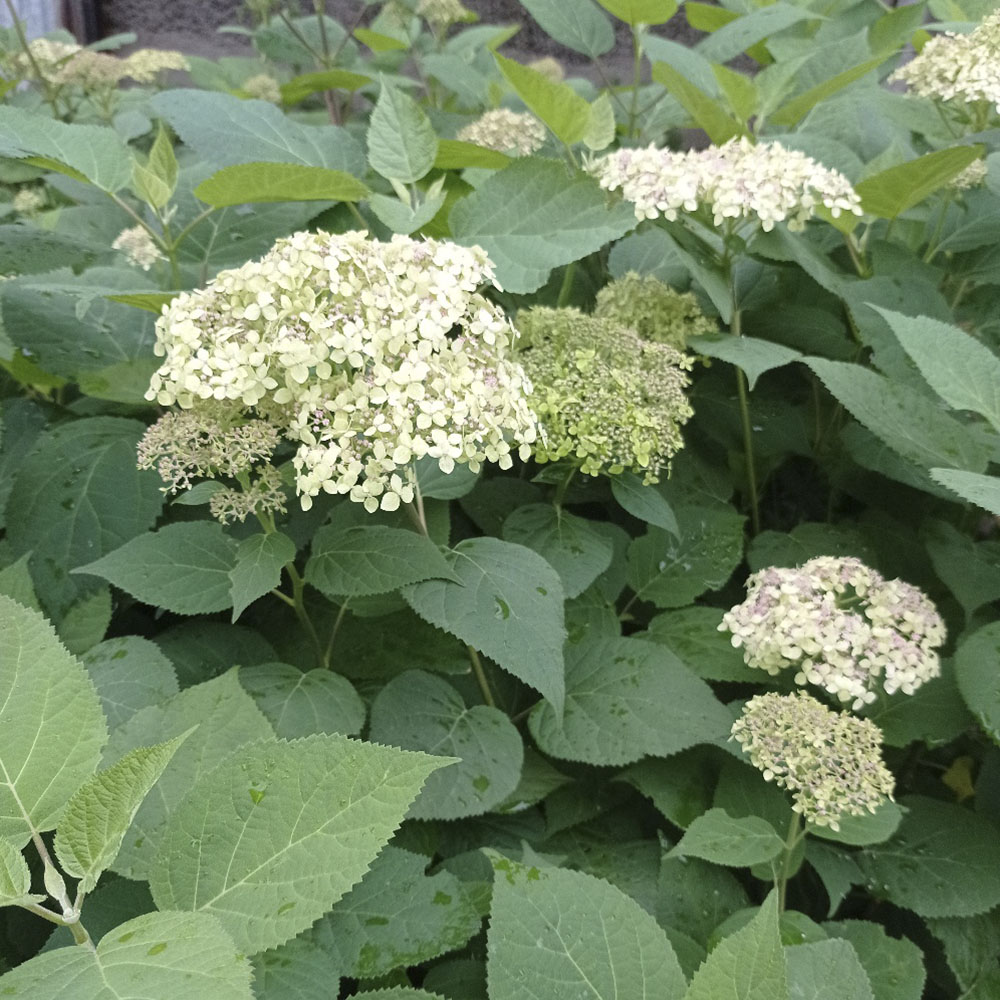 Гортензия древовидная Лайм Рики С20 1шт/Hydrangea arborescens LIME RICKEY