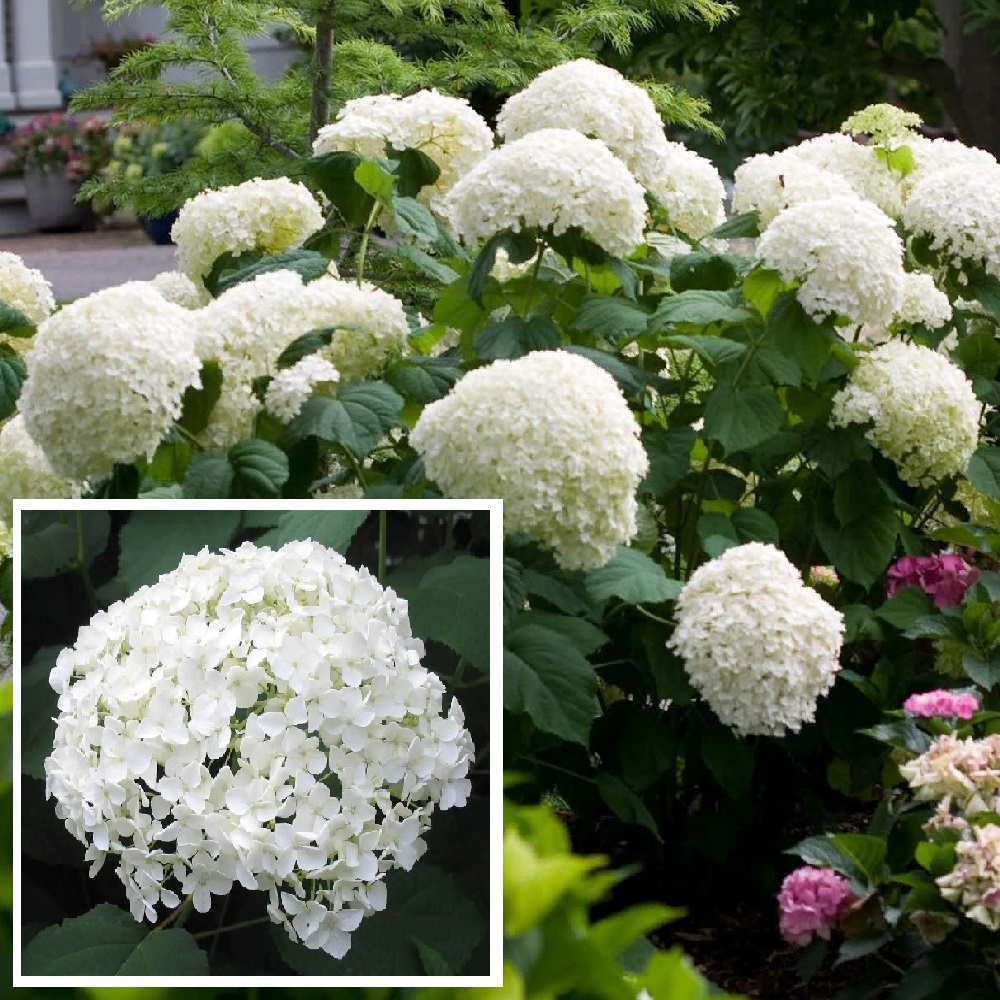 Гортензия древовидная Аннабель С5 1шт /Hydrangea arborescens Annabelle