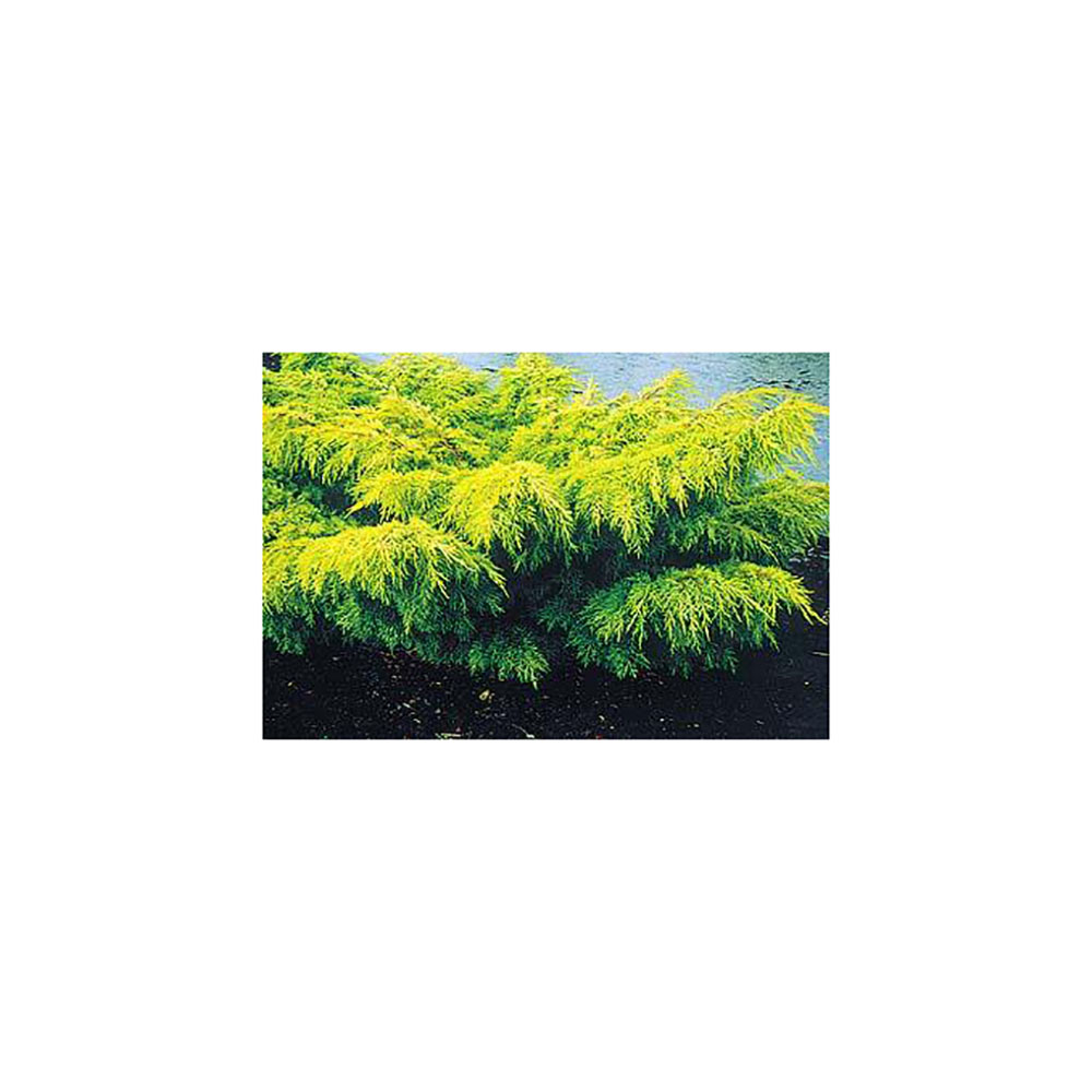 Можжевельник средний Голд Коаст С5 1шт/Juniperus media Gold Coast