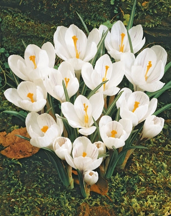 Крокусы крупноцветковые Жанна Д'Арк 10шт 8/9 /Crocus Jeanne d'Arc