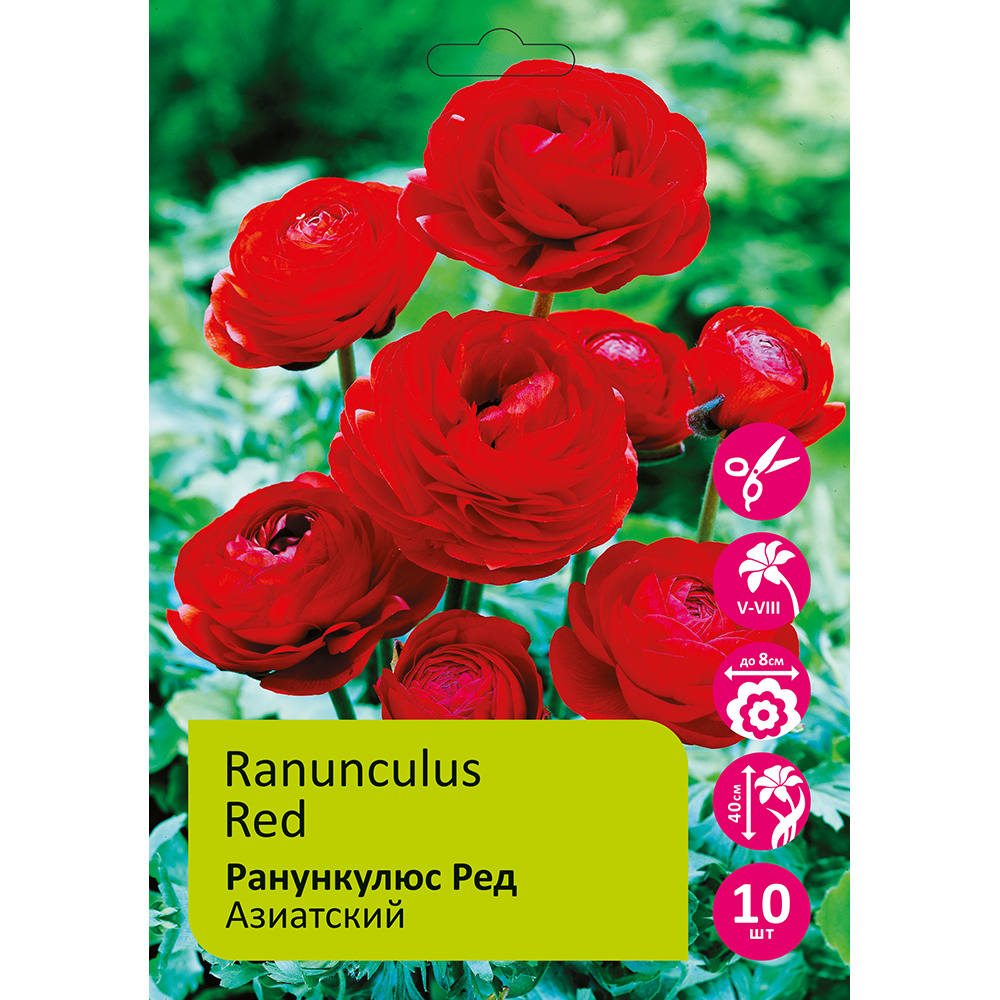 Ранункулюс азиатский Ред 10шт 5/6 /Ranunculus Red