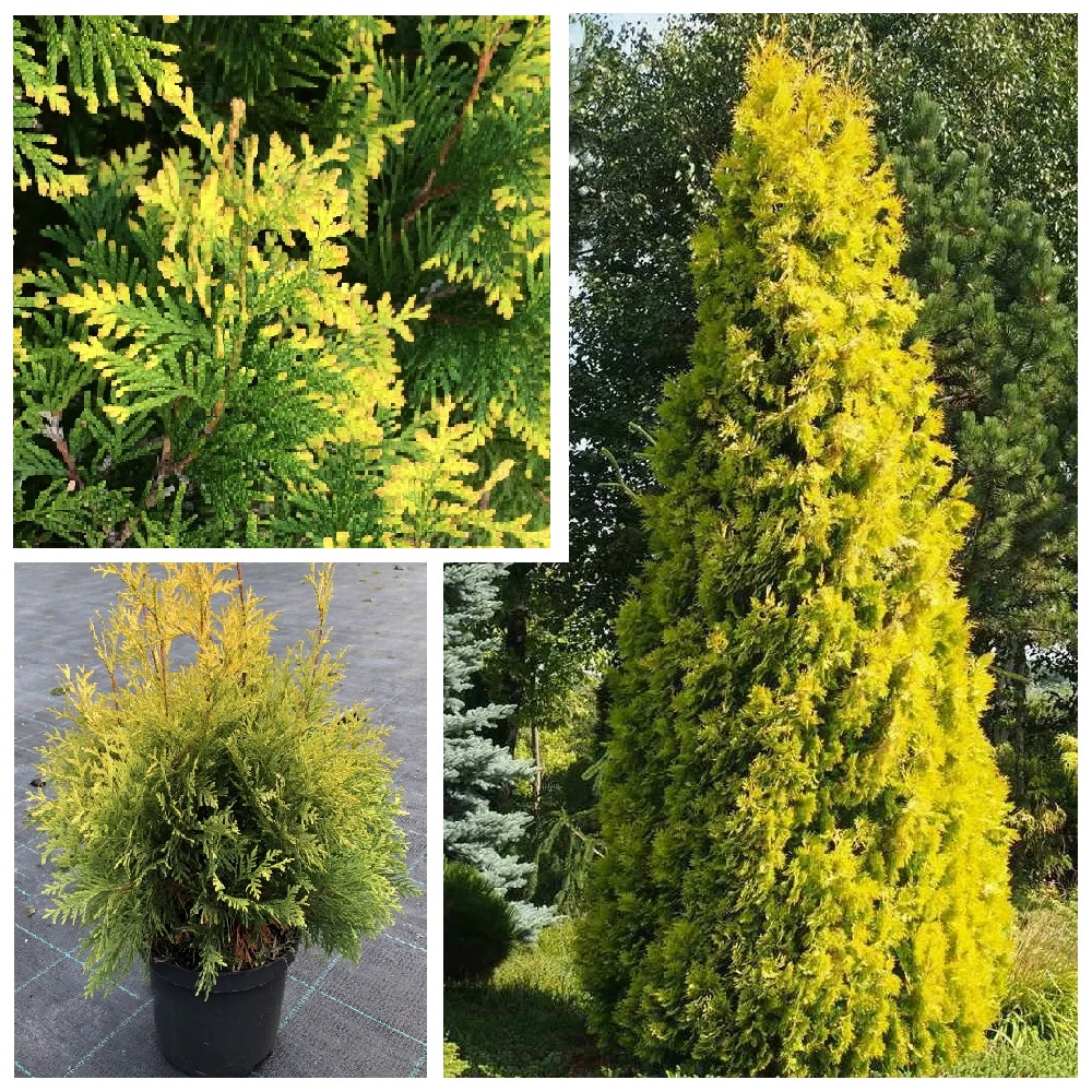 Туя западная Еллоу Риббон С3 1шт/Thuja occidentalis Yellow Ribbon