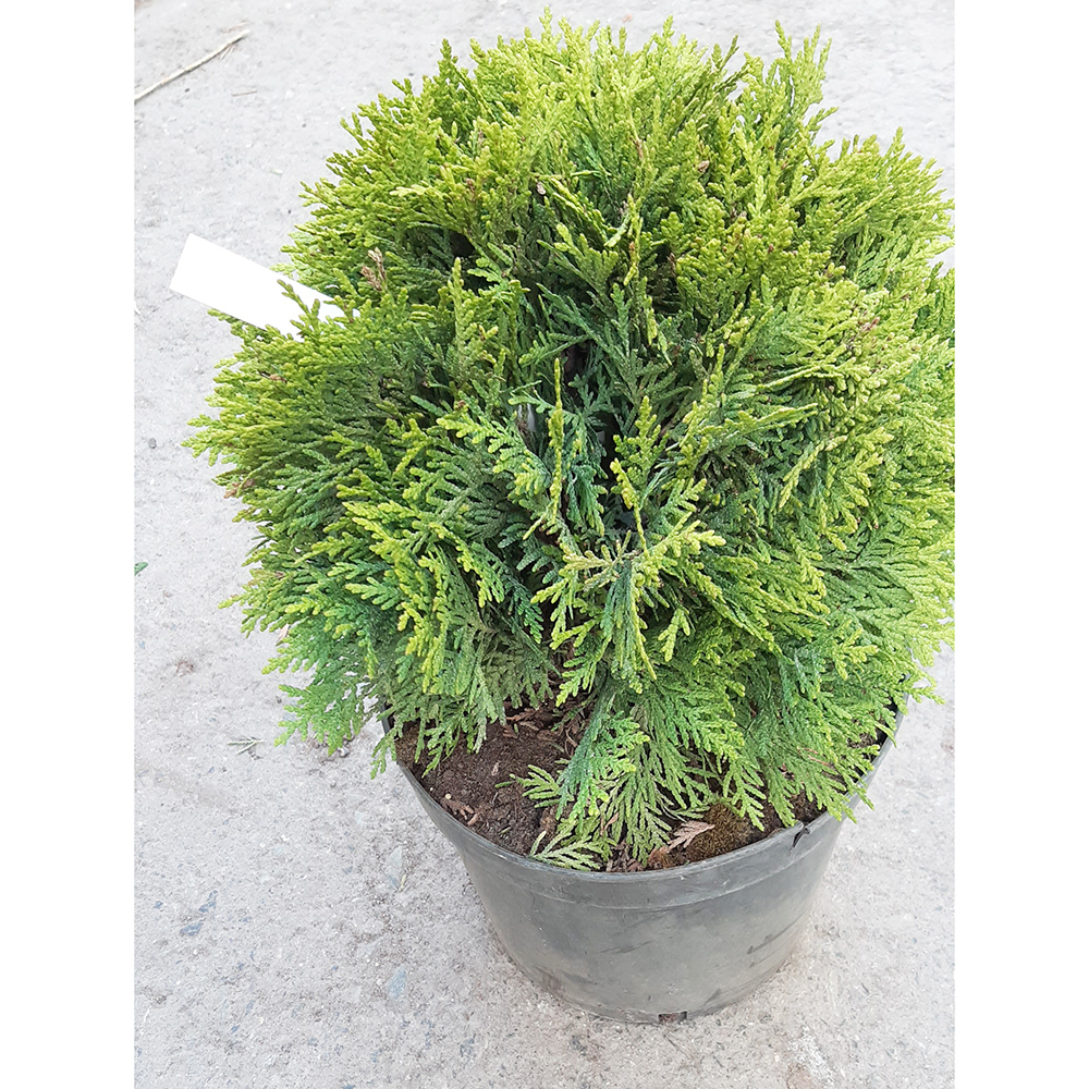 Туя западная Даника С5 1шт /Thuja occidentalis Danica
