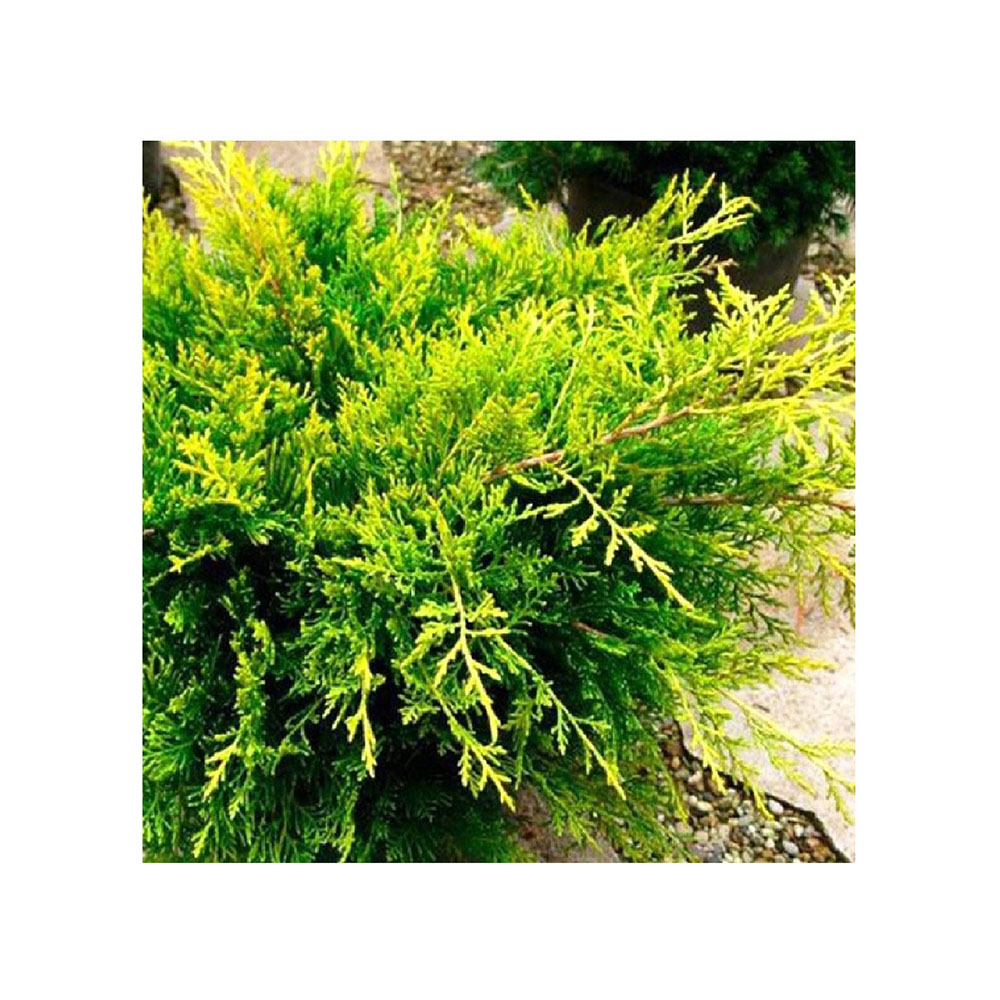Можжевельник средний Голд Коаст С5 1шт/Juniperus media Gold Coast