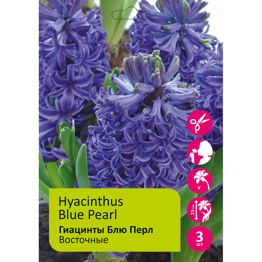 Гиацинты Блю Перл 3шт 17/18/ Hyacinth Blue Pearl 