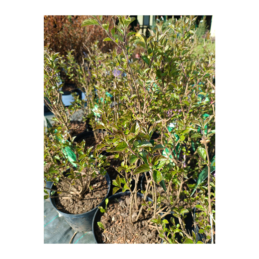 Сирень Мейера Флауэрфеста Пинк С5 (40-60) 1шт/Syringa meyeri FLOWERFESTA PINK 