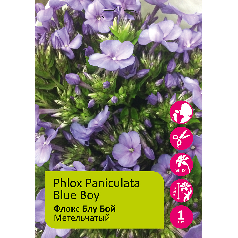 Флокс Блу Бой 1шт метельчатый /Phlox Paniculata Blue Boy