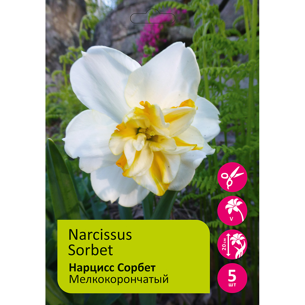Нарциссы Сорбет мелкокорончатый 5 шт 12/14 /Narcissus Sorbet