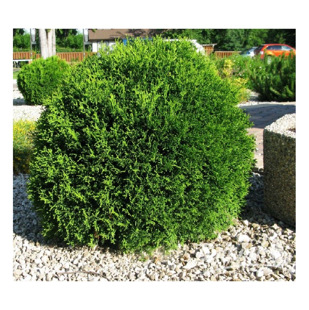 Туя западная Литтл Гиант С5 1шт /Thuja occidentalis Little Giant