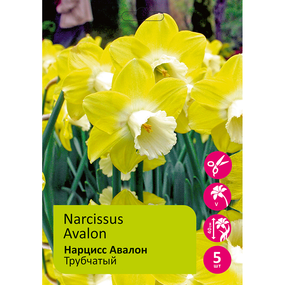 Нарциссы Авалон трубчатый 5шт 14/16 /Narcissus Avalon
