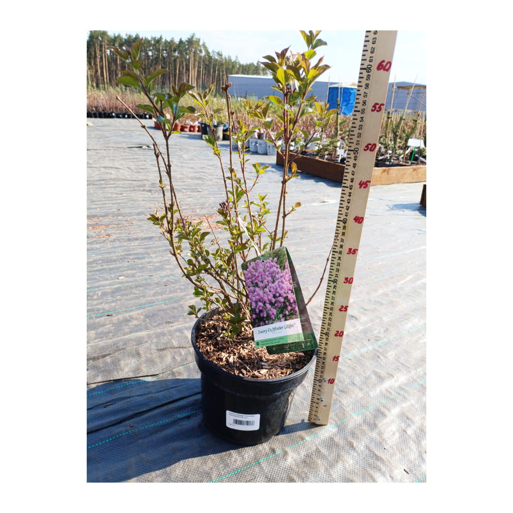 Сирень Мейера Флауэрфеста Пинк С5 (40-60) 1шт/Syringa meyeri FLOWERFESTA PINK 