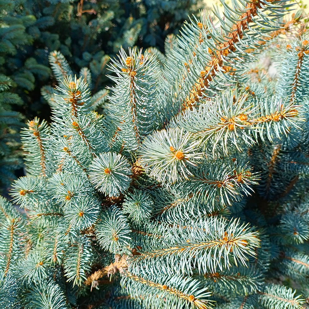 Ель колючая Изели Фастигиата С10 1шт/ Picea pungens Iseli Fastigiate