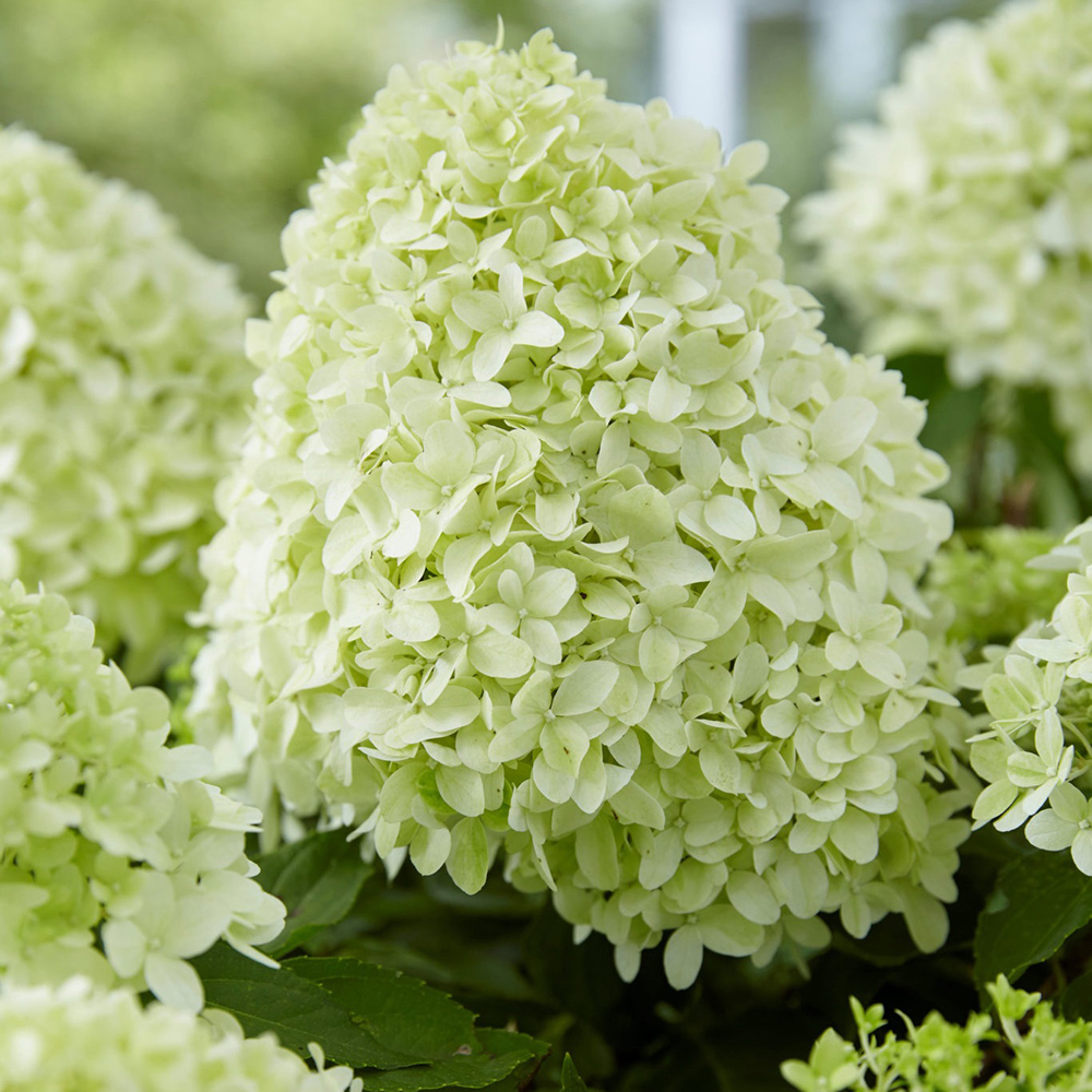 Гортензия метельчатая Литтл Спуки С3 1шт/Hydrangea paniculata LITTLE SPOOKY