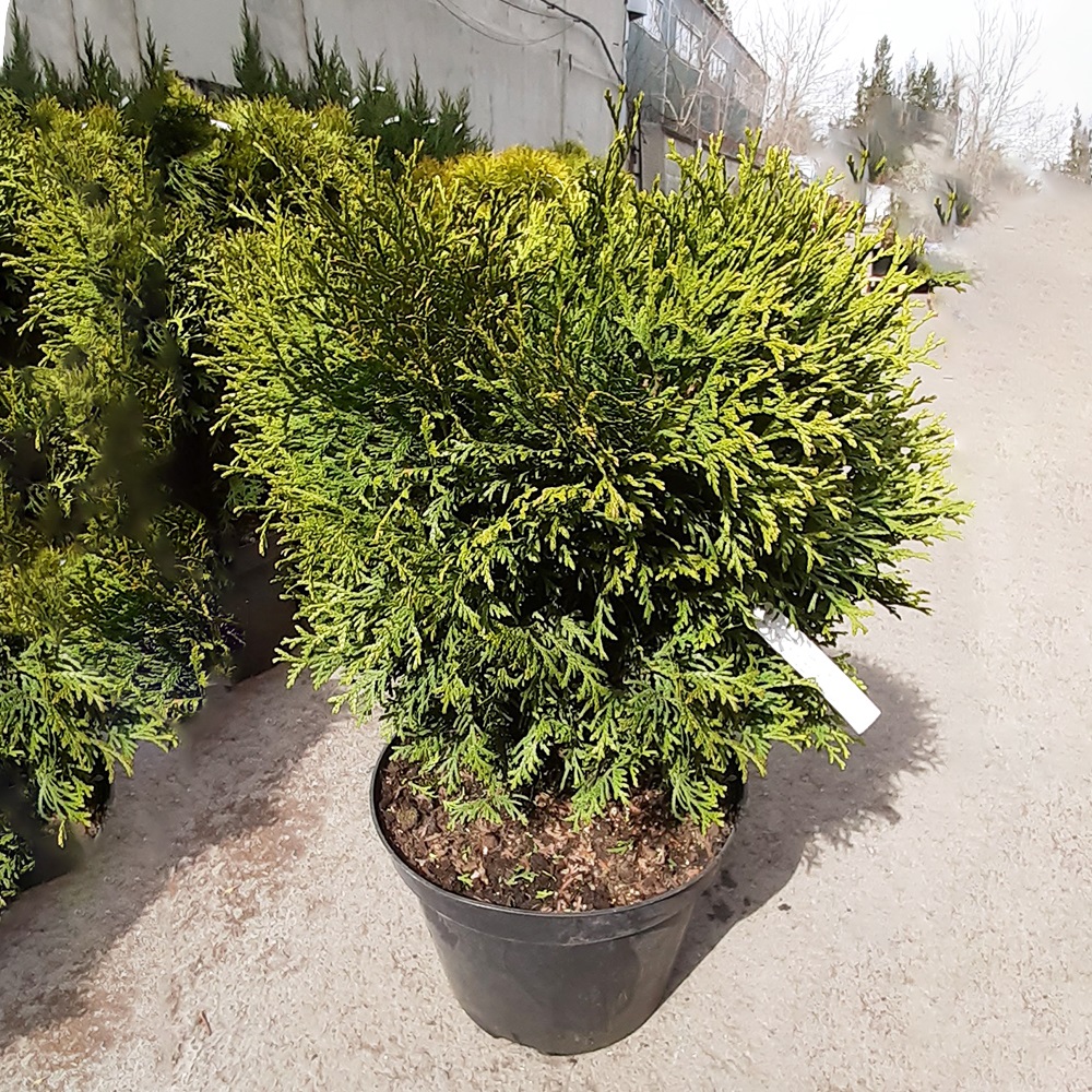 Туя западная Литтл Гиант С10 1шт /Thuja occidentalis Little Giant