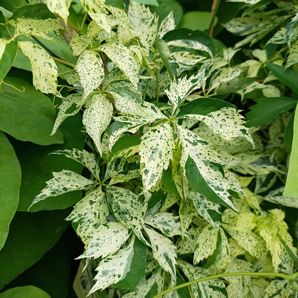 Виноград девичий пятилисточковый Стар Шауэрс С2 1шт/Parthenocissus quinquefolia STAR SHOWERS