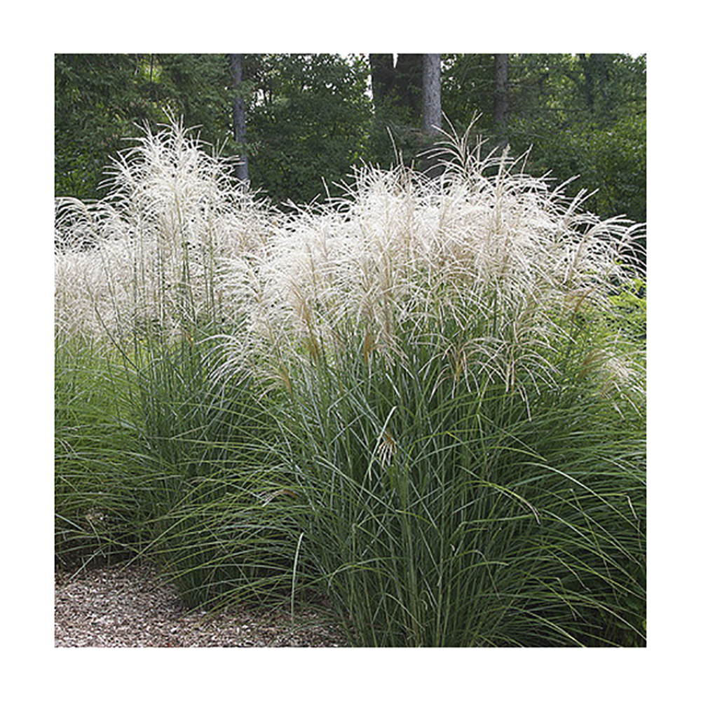 Мискантус китайский Клейн Сильберспайн Р9 1шт/Miscanthus Kleine Silberspinne