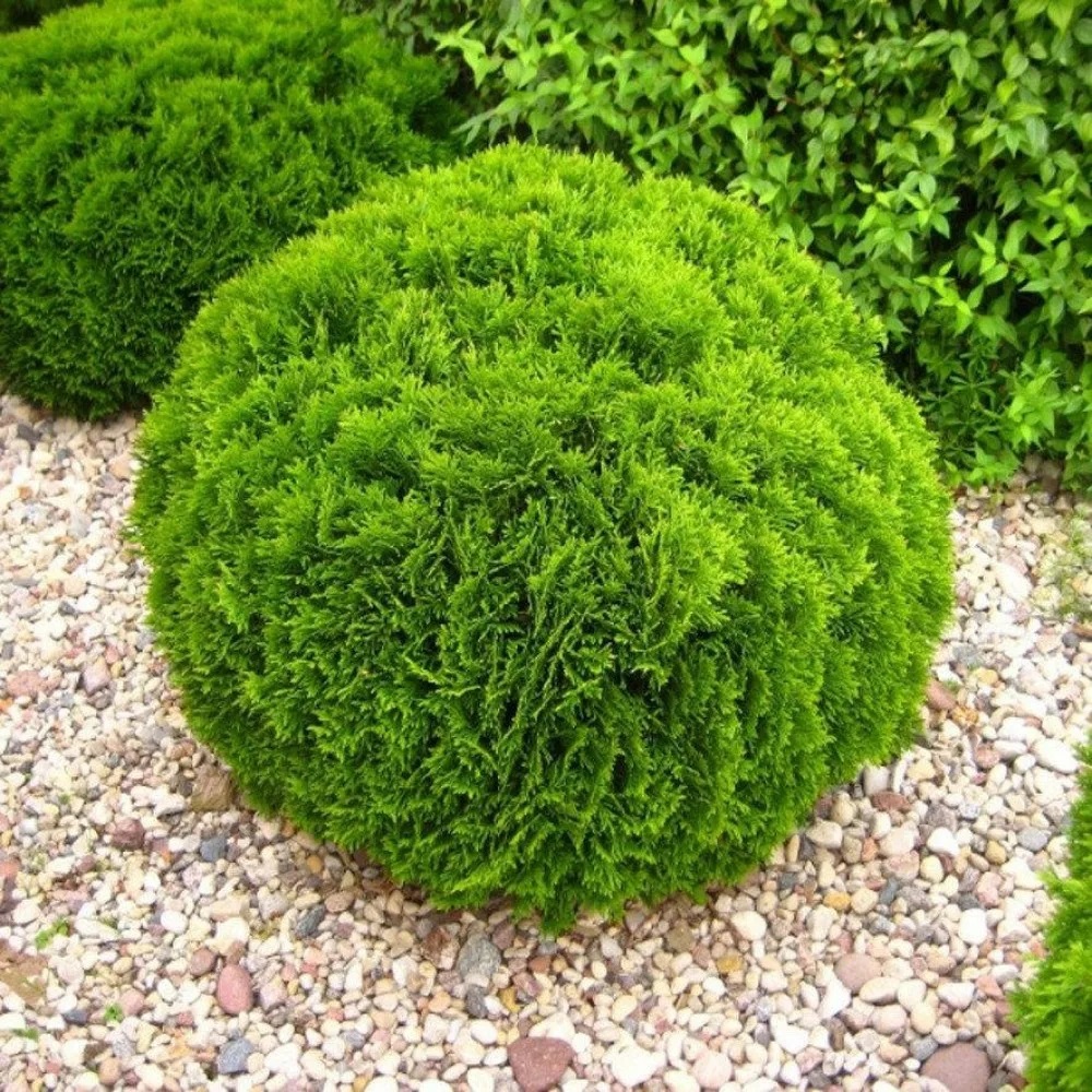 Туя западная Даника С5 1шт /Thuja occidentalis Danica