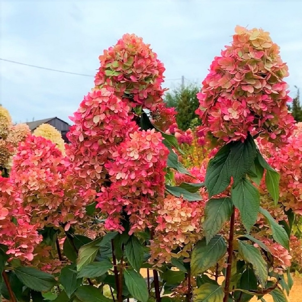 Гортензия метельчатая Граффити С3 1шт./Hydrangea paniculata GRAFFITI 